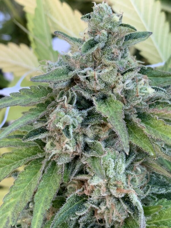 Rainbow Belts x Honey Bananas