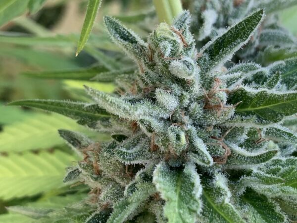 Rainbow Belts x Honey Bananas