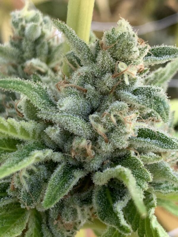 Rainbow Belts x Honey Bananas