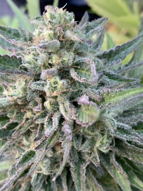 Cherry Bananas (Trop Cherry x Honey Bananas)