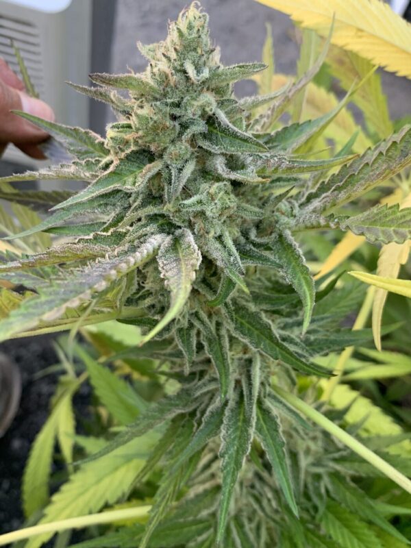 Cherry Bananas (Trop Cherry x Honey Bananas)