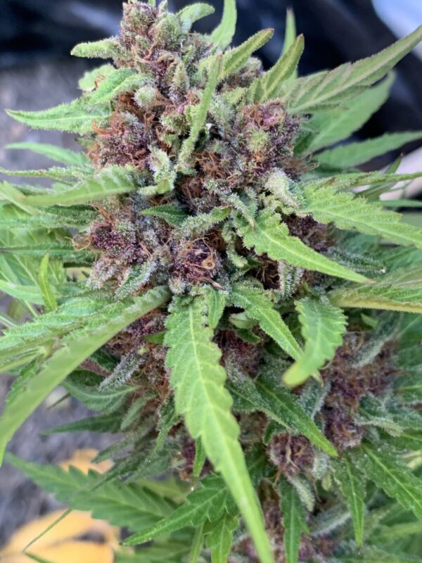 Cherry Bananas (Trop Cherry x Honey Bananas)