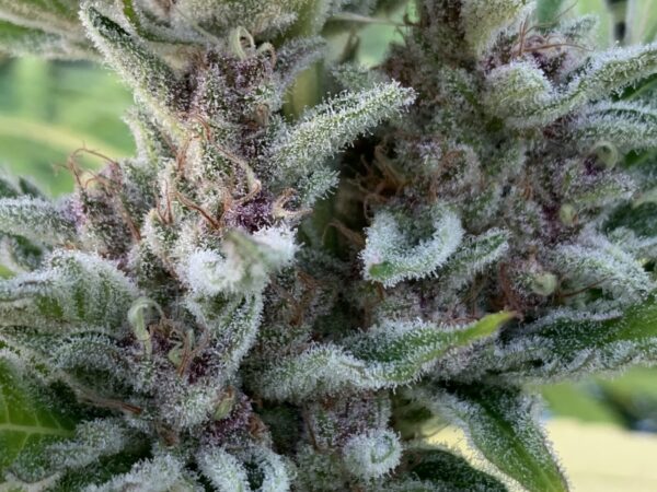 Cherry Bananas (Trop Cherry x Honey Bananas)