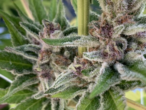 Cherry Bananas (Trop Cherry x Honey Bananas)