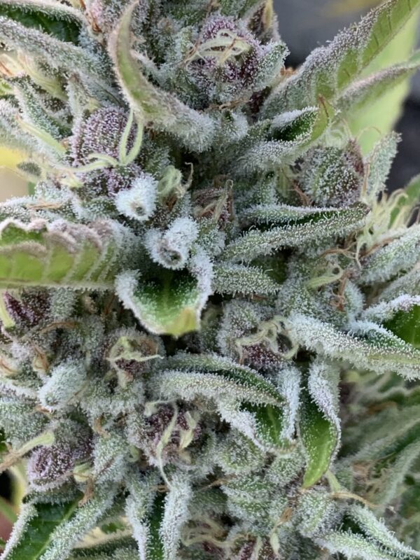 Cherry Bananas (Trop Cherry x Honey Bananas)