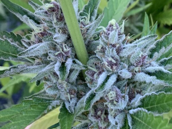 Cherry Bananas (Trop Cherry x Honey Bananas)