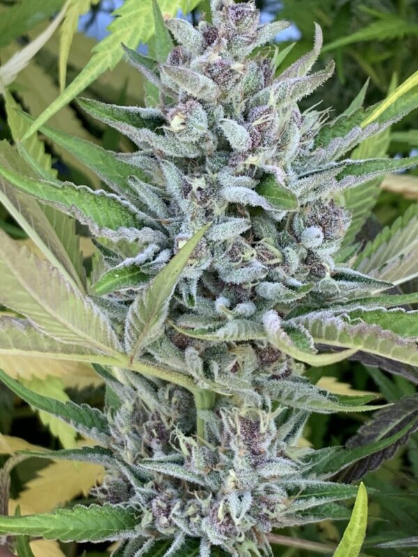 Cherry Bananas (Trop Cherry x Honey Bananas)