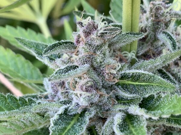 Cherry Bananas (Trop Cherry x Honey Bananas)