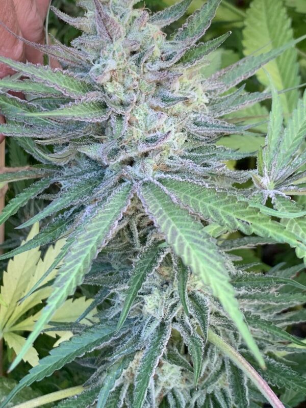 Cherry Bananas (Trop Cherry x Honey Bananas)