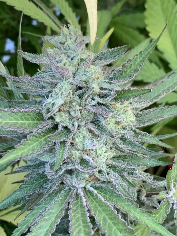 Cherry Bananas (Trop Cherry x Honey Bananas)