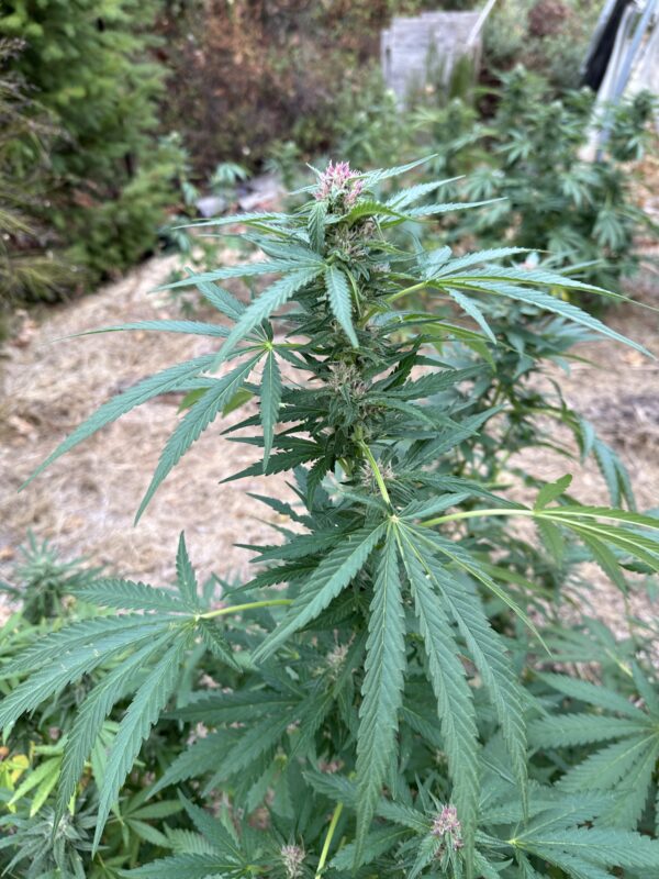 Papaya Smoothie - Papaya x Honey Banana - Image 6