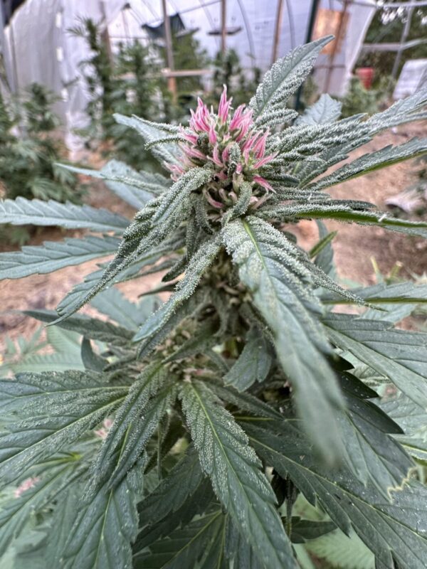 Papaya Smoothie - Papaya x Honey Banana