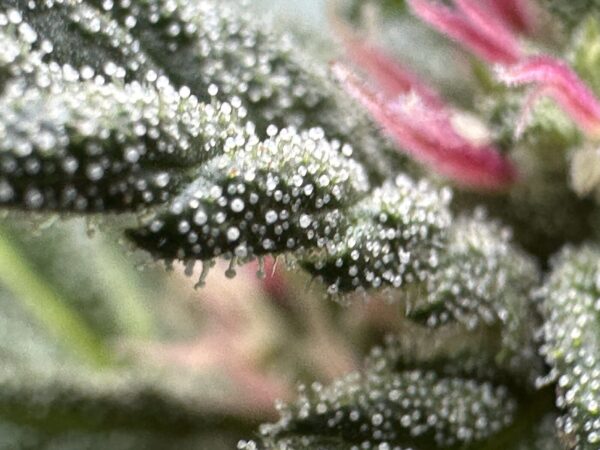 Papaya Smoothie - Papaya x Honey Banana