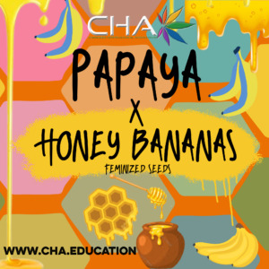 Papaya x Honey Banana