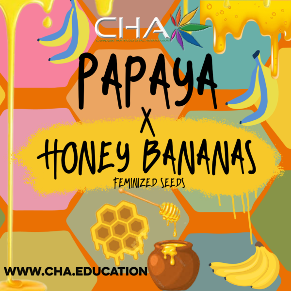 Papaya x Honey Banana