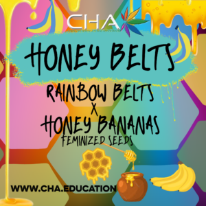 Rainbow Belts x Honey Banana