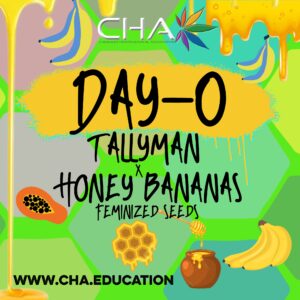 Tallyman x Honey Bananas