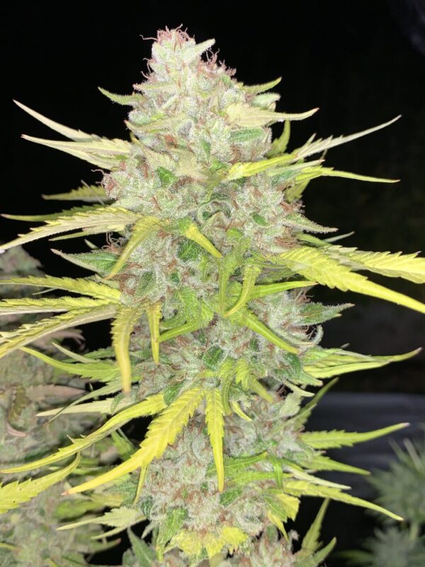 Day-O (Tallyman x Honey Bananas)