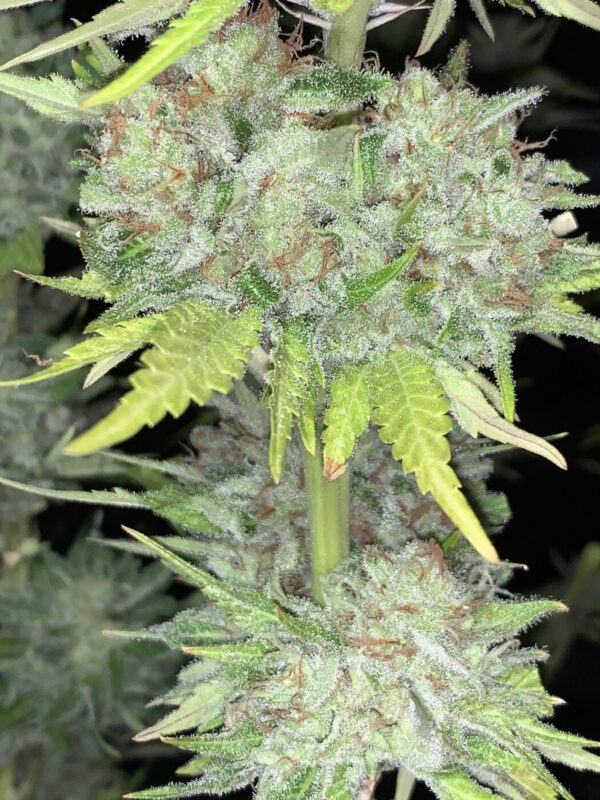 Day-O (Tallyman x Honey Bananas)