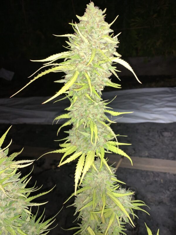 Day-O (Tallyman x Honey Bananas)