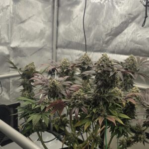 Sour Bnana Sherbet x Lime Sour