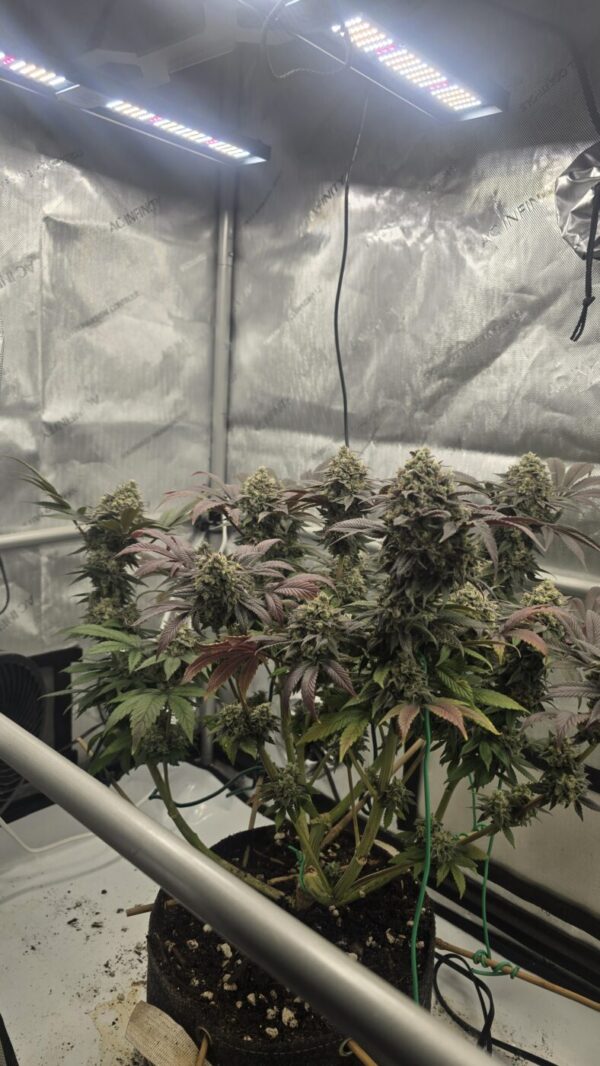 Sour Banana Sherbet x Lime Sour Sour Bnana Sherbet x Lime Sour