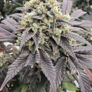 Sour Banana Sherbet x Lime Sour