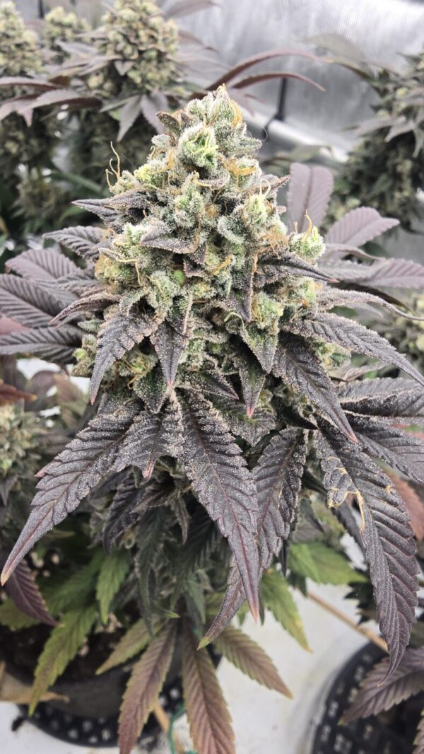 Sour Banana Sherbet x Lime Sour Sour Banana Sherbet x Lime Sour