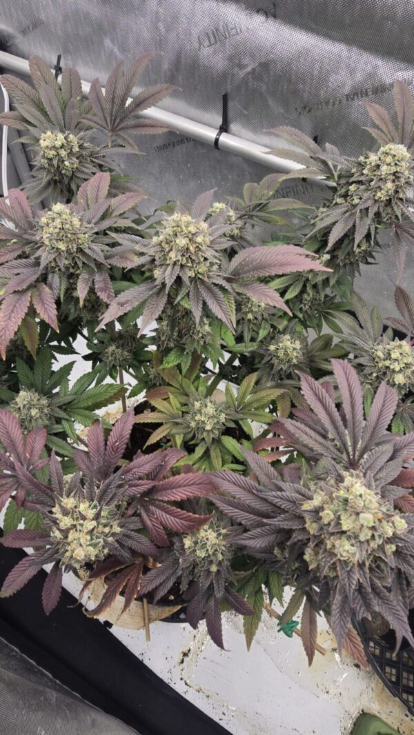 1000008415 Sour Banana Sherbet x Lime Sour