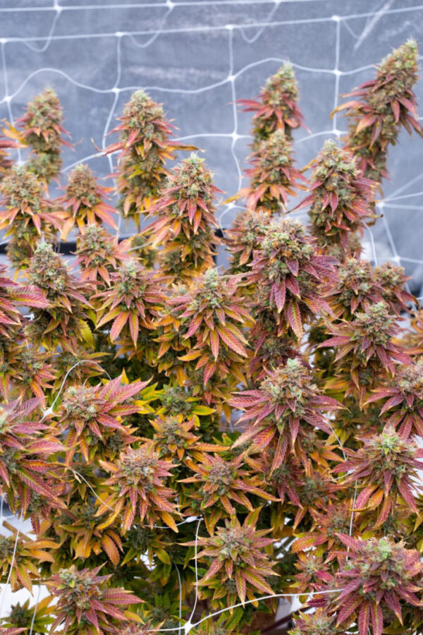 Sour Dizzle -AJ’s Sour x Lime Sour