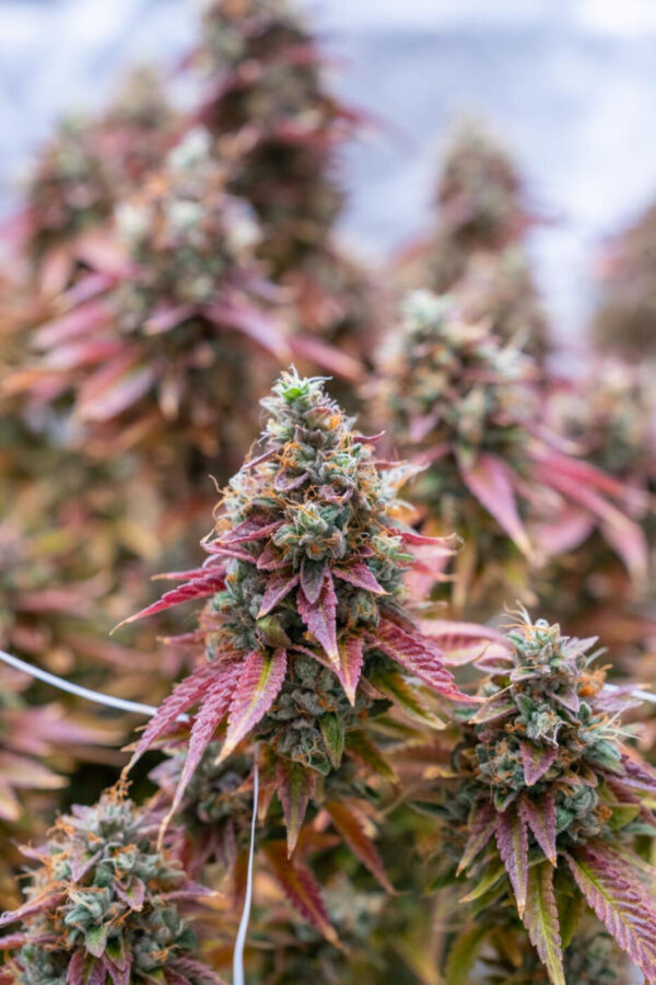 Sour Dizzle -AJ’s Sour x Lime Sour