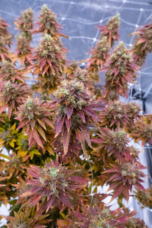 Sour Dizzle -AJ’s Sour x Lime Sour