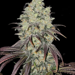 Blue Dream x Lime Sour