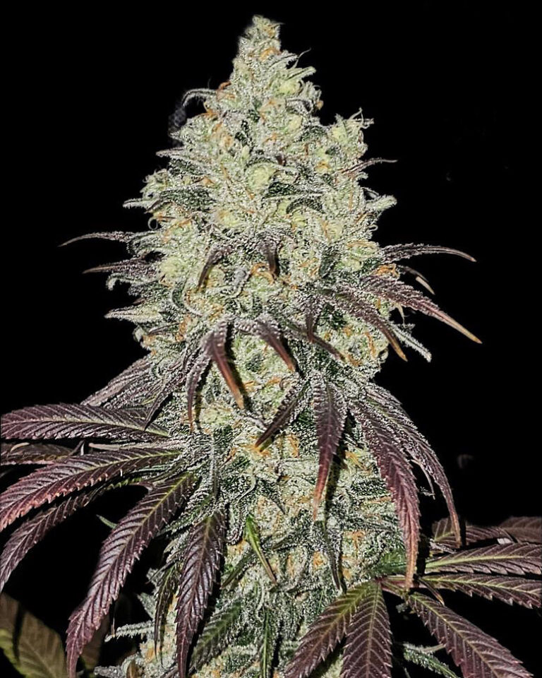 Blue Dream x Lime Sour