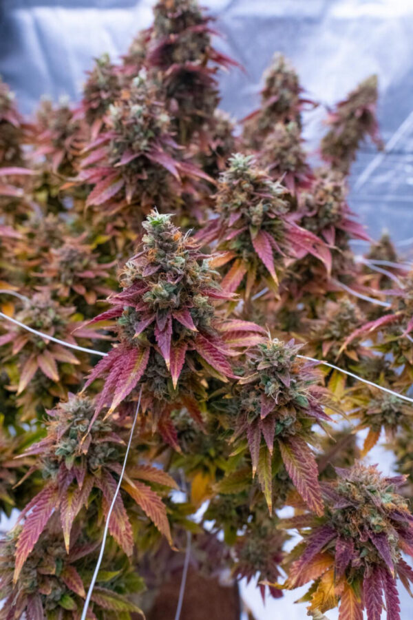 Sour Dizzle -AJ’s Sour x Lime Sour