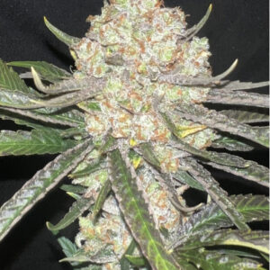 (Piff Coast Sour Diesel x Honey Banana) x Lime Sour