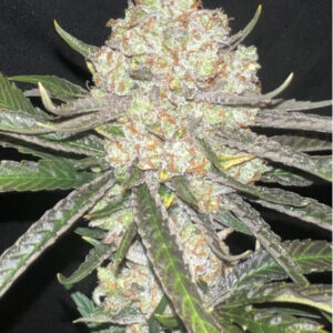 (Piff Coast Sour Diesel x Honey Banana) x Lime Sour (Piff Coast Sour Diesel x Honey Banana) x Lime Sour