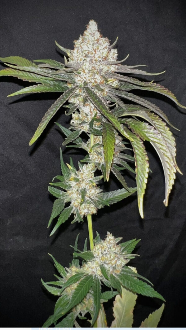 Sour Candy Lime (Piff Coast Sour D x Honey Banana) x Lime Sour