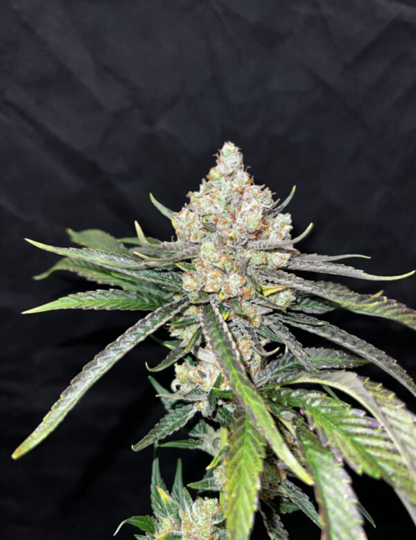 Sour Candy Lime (Piff Coast Sour D x Honey Banana) x Lime Sour