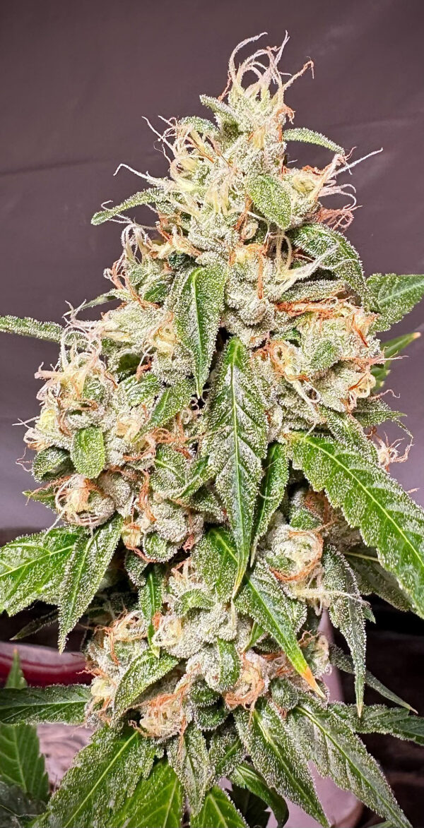 Sour Dizzle Sour Dizzle