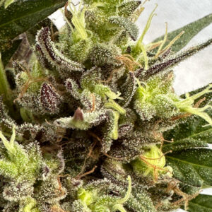 Caramel Cream OG Auto2 Caramel Cream OG Auto