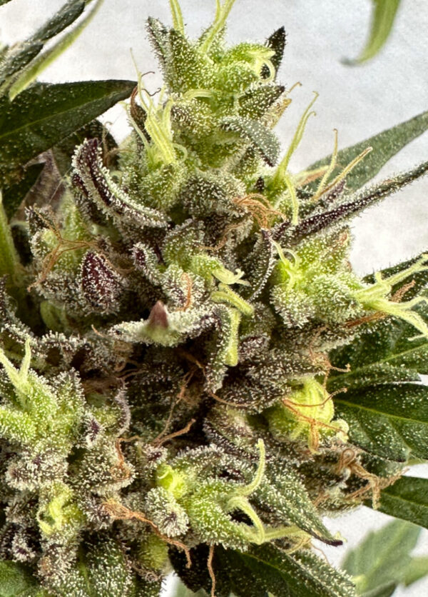 Caramel Cream OG Auto