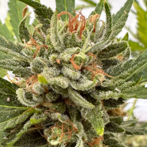 OG Kush Auto OG Kush Auto