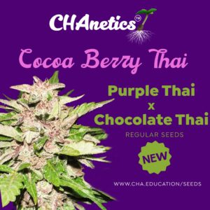 Cocoa Berry Thai