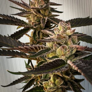 cherry dosidos x delicata grapes