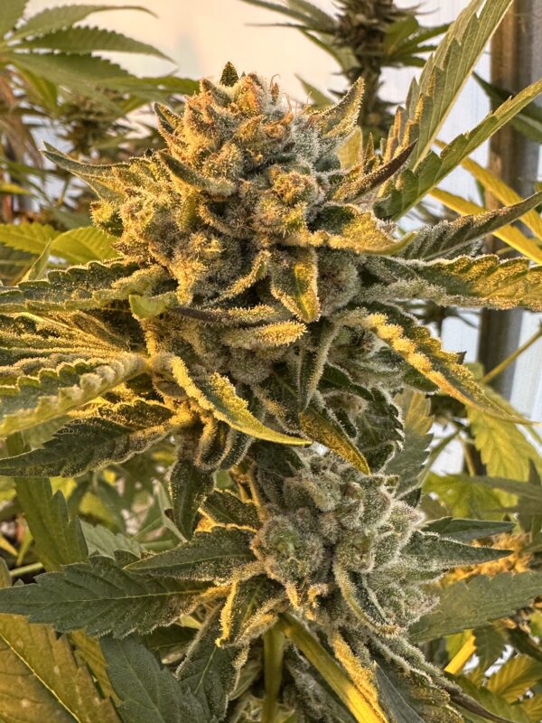 cherry dosidos x delicata grapes