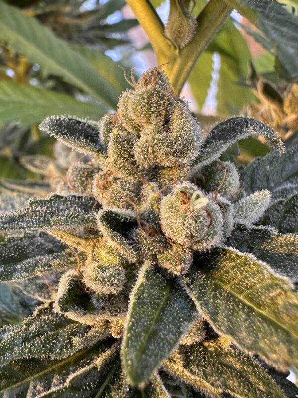 Cherry Dosidos x Delicata Grapes