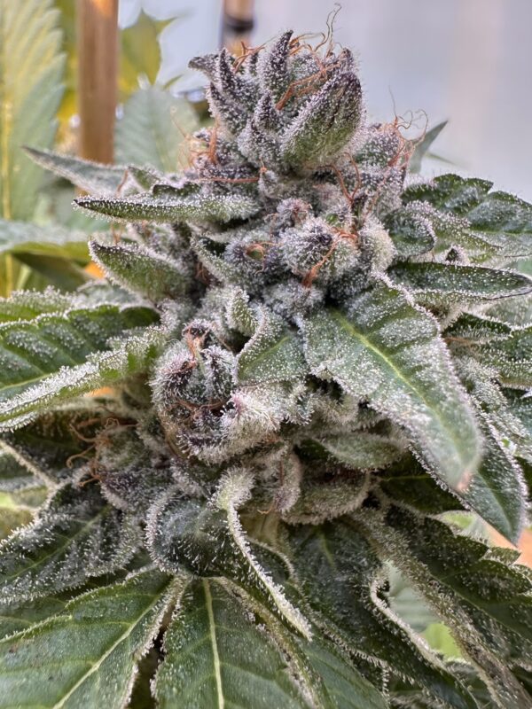 Cherry Dosidos x Delicata Grapes