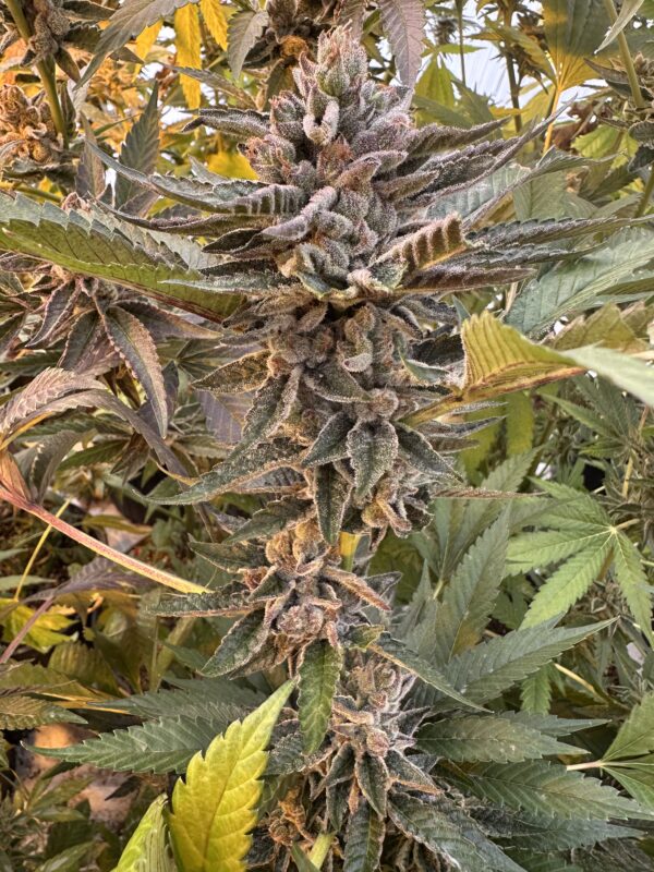 Cherry Dosidos x Delicata Grapes