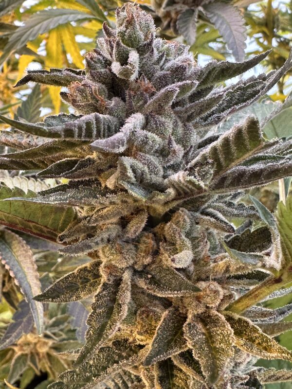 Cherry Dosidos x Delicata Grapes